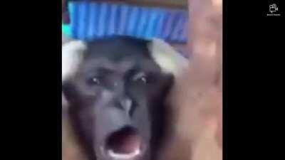 Monke are you ok? Oh ah Monke bruh bruh bruh bruh