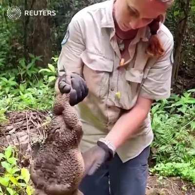 A giant cane toad, dubbed “Toadzilla”, that was found by rangers in Queensland's Conway national park on Thursday, is believed to be the largest of her species ever found.