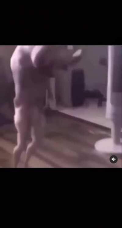 Cursed_ animal