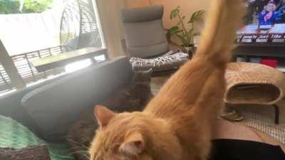 These two get along…sometimes.