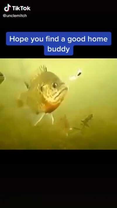 My flying fish people need me