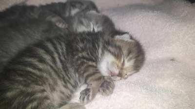 my lil foster criminals