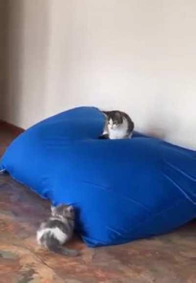 Cat Trying to get on the Pillow