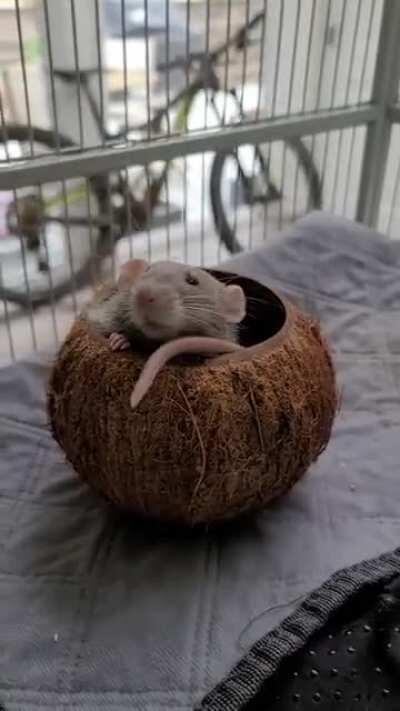 Rat in a coconut