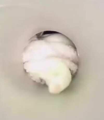 Frog egg’s perspective