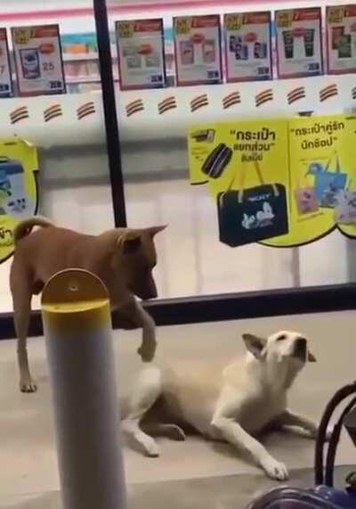 Two strong independent Doggos who don’t need no hooman.