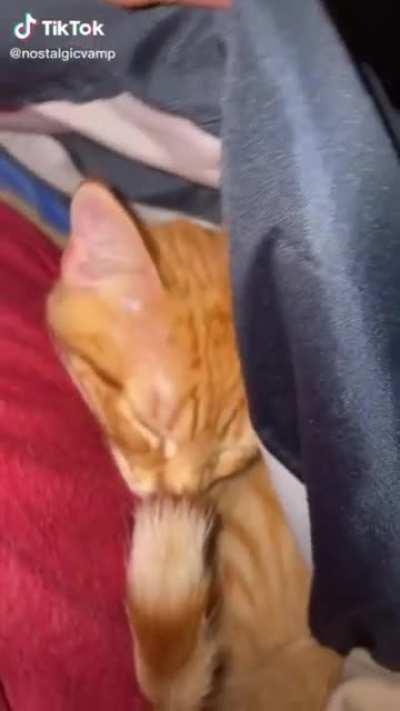 Poor cat gets slapped :(