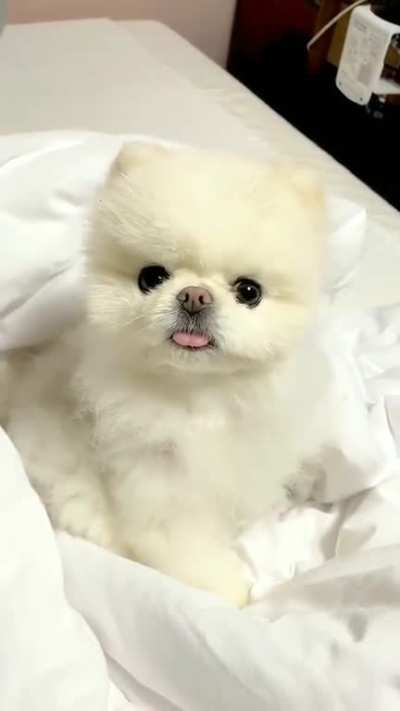 I'm a cute doggo! I bark, wag my tail, and lick your face.