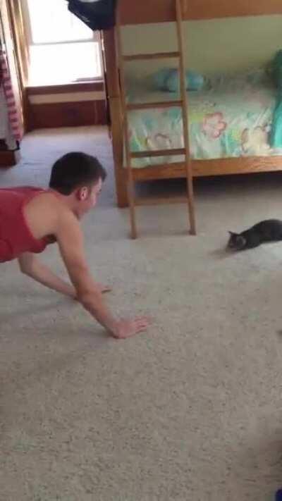 Cat vs Human