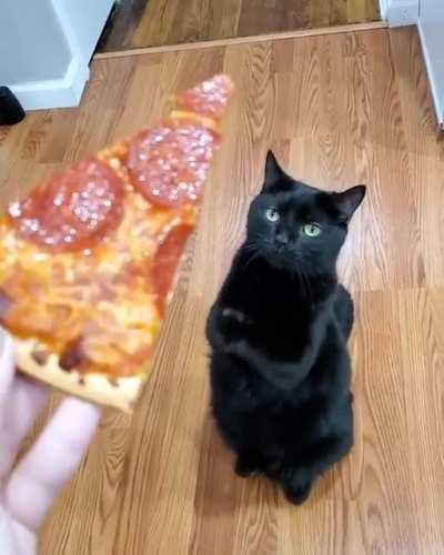 Pizza cat lovers