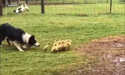 A border collie gently guiding ducklings into a puddle