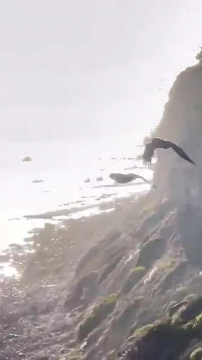 Ravens mate for life, this dancing pair show how well they know each other