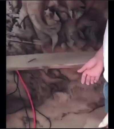 A scene carved inside a fallen tree