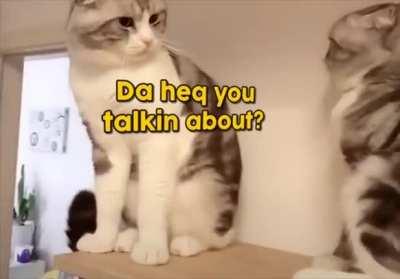 Popular Sibling Rivalry