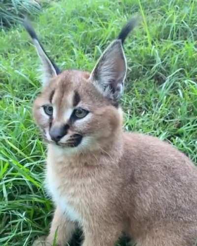 🔥 Caracal Ear Wiggle