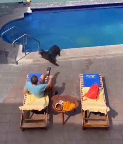 When animals need a vacation too