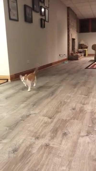 Watson’s cerebellar hypoplasia makes him a little wobbly, but that doesn’t stop him from running over to say good night!