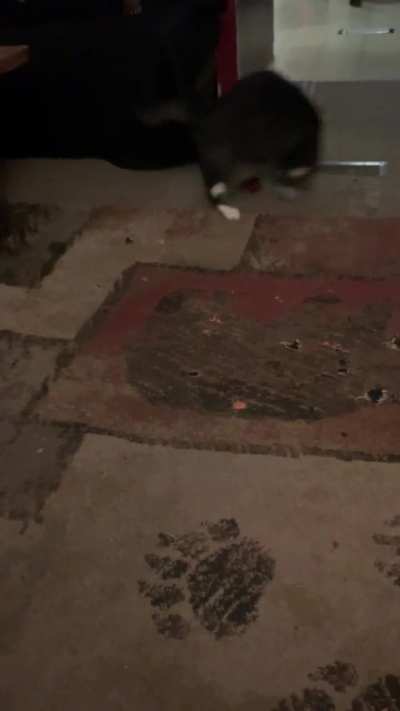 Just my “fluffy” cat and his ball