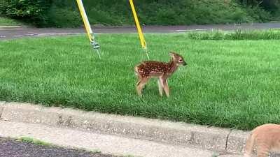 Fawns are rarely actually abandoned! Do not try to rescue fawns unless you know for certain they are in danger or the mother has been killed. Many times the mom leaves them for an extended period of time, even in surprising places like front yards. This f