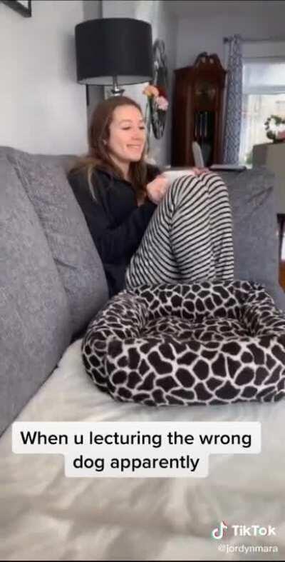 The start of the Canine Riots