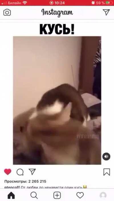 А вглазах ледяное дыхание смерти и всепоглощающий ужас от осознания неотвратимости этого куся