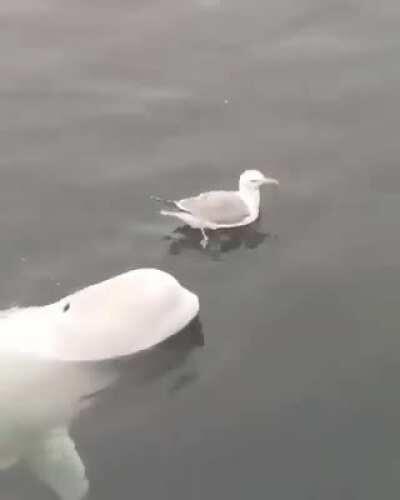 Just a Whale ‘playing’ with a seagull.