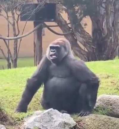 Price action got me like