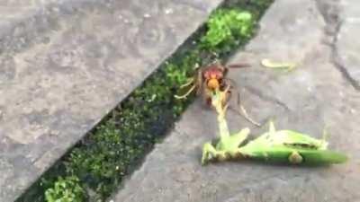A yellow-legged hornet turns the tables on a flower mantis and rips it apart