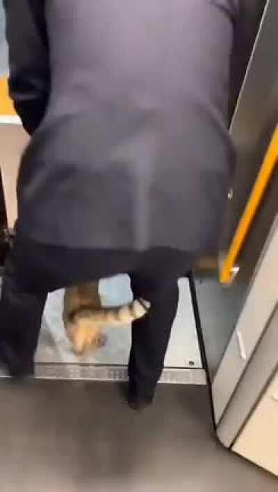 Arrest of the current offender of unpaid ride and no mask