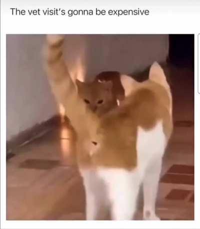 One cat outshines the other