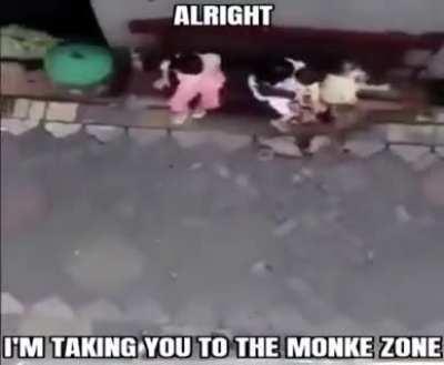 Monkey