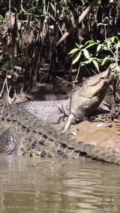 🔥 Vocalizations of a saltwater crocodile 