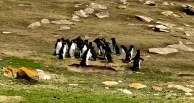 Penguins exchanging information