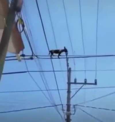 perro electricista😎👌