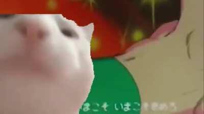 הוא חזק ומהיר והוא נמר והוא גם חזק