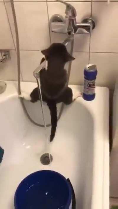 Mission Impossible: Cat