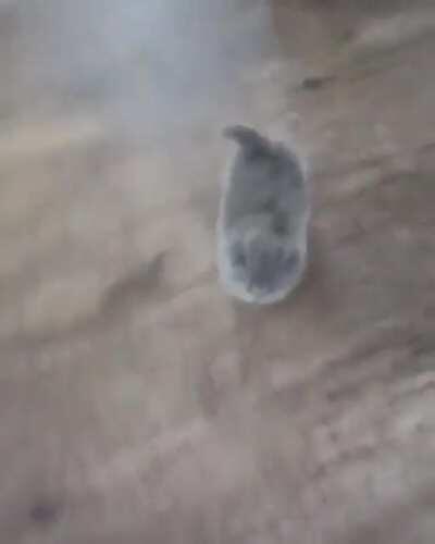 That's an illegally smol wiggle