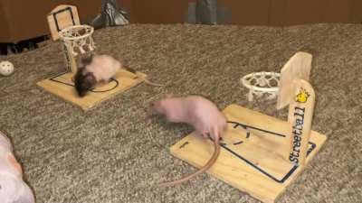 My talented pet rats Tofu (nakie) and Butter (fluffy) playing vs basketball!