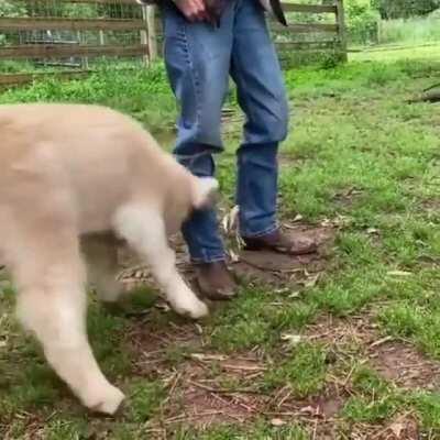Grass Puppy in a Happy Mood