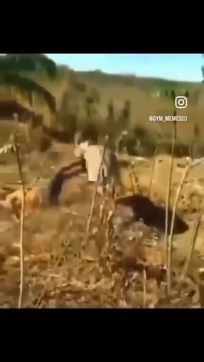 🫏🫏🫏🫏🫏🫏🫏🫏🫏🫏🫏🫏🫏🫏🫏🫏🫏🫏