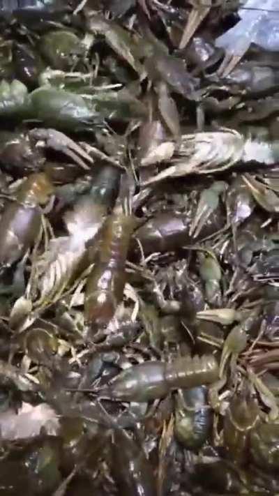 Bring this meme back...