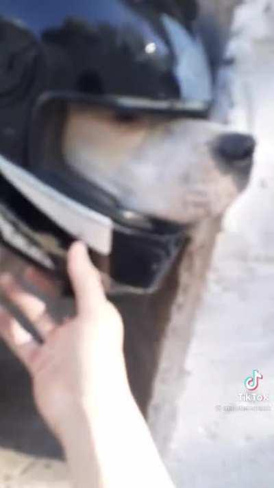 el perro motociclon 😳