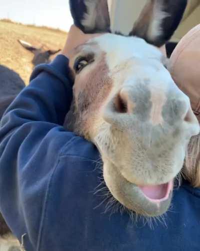 You can tell a donkey is fully relaxed when their bottom lip is loose and dangling. Cheyanne is loving her ear rubs at Blackbird Ranch Sanctuary in Washington state