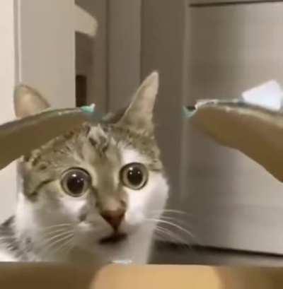 This cat just discovered the boxiest box there is