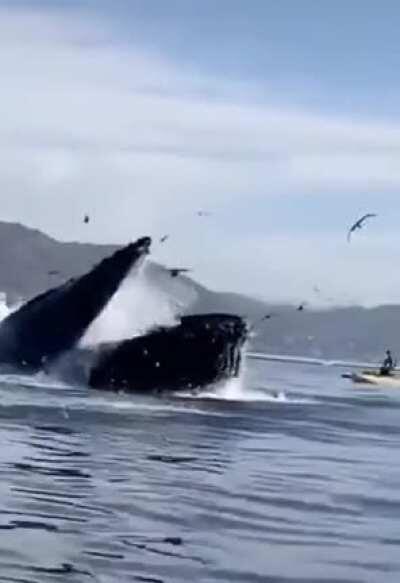 Кто там говорил, что киты - безобидный создания и питаются только рыбой?