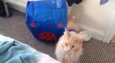 Guess the cat wasn't let out of the bag