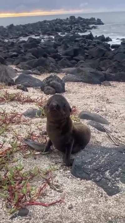 🔥A visit from baby sea lion in Ecuador! 🔥