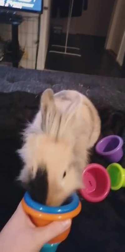 Anyone else have bunnies that are just so dramatic?