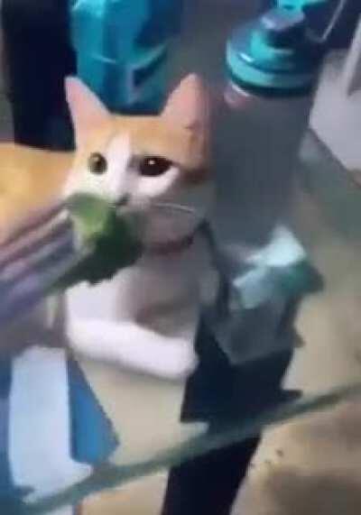 Thanks i hate Broccoli 🤢