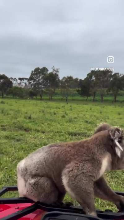 cows not amused with this sudden visitor among them